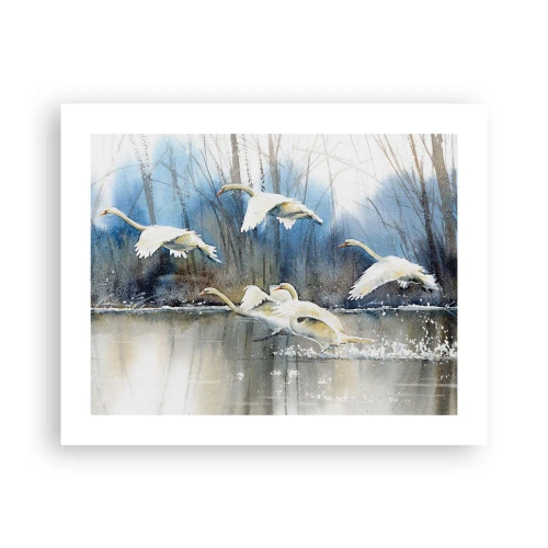 Poster - Come la favola dei cigni selvatici - 50x40 cm