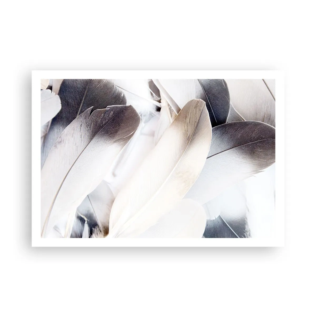 Poster - Primo piano di piume delicate nelle tonalità del bianco e del grigio - 100x70cm - Quasi angeliche - Decorazione murale moderna per soggiorno e camera da letto ARTTOR