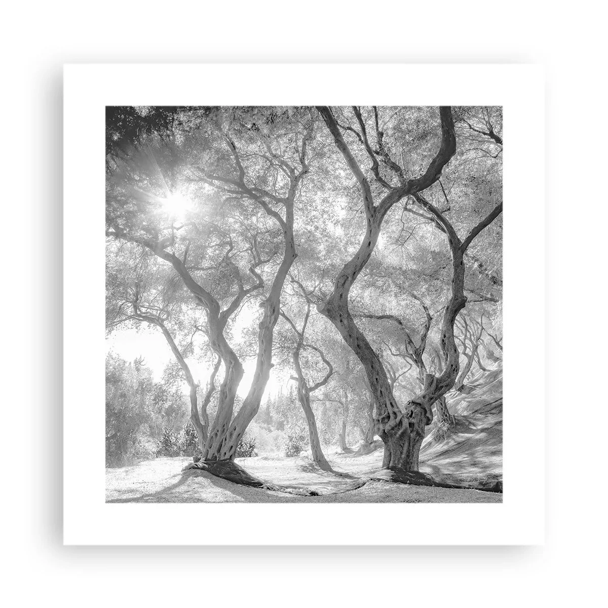 Poster - Nell'orto degli ulivi - 40x40 cm