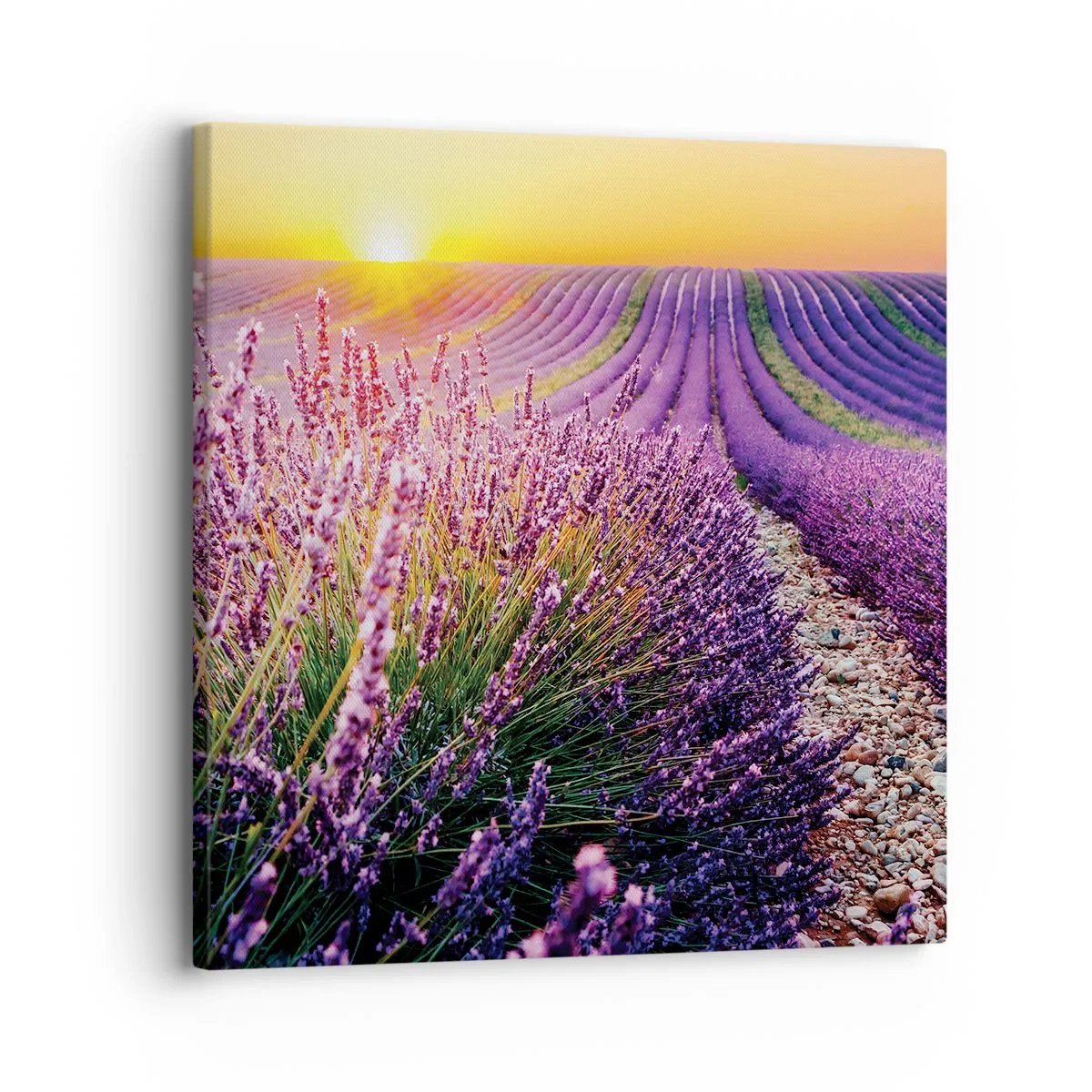 Quadro su tela - Stampe su Tela - Campo profumato - 30x30 cm