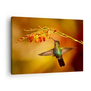 Quadro su tela - Stampe su Tela - Colibrì vicino a un fiore nella calda luce - 70x50cm - Messaggero di luce secondo i Maya - Decorazione murale moderna per soggiorno e camera da letto ARTTOR