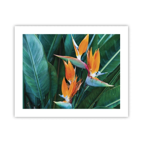 Poster - È un fiore o un uccello? - 50x40 cm