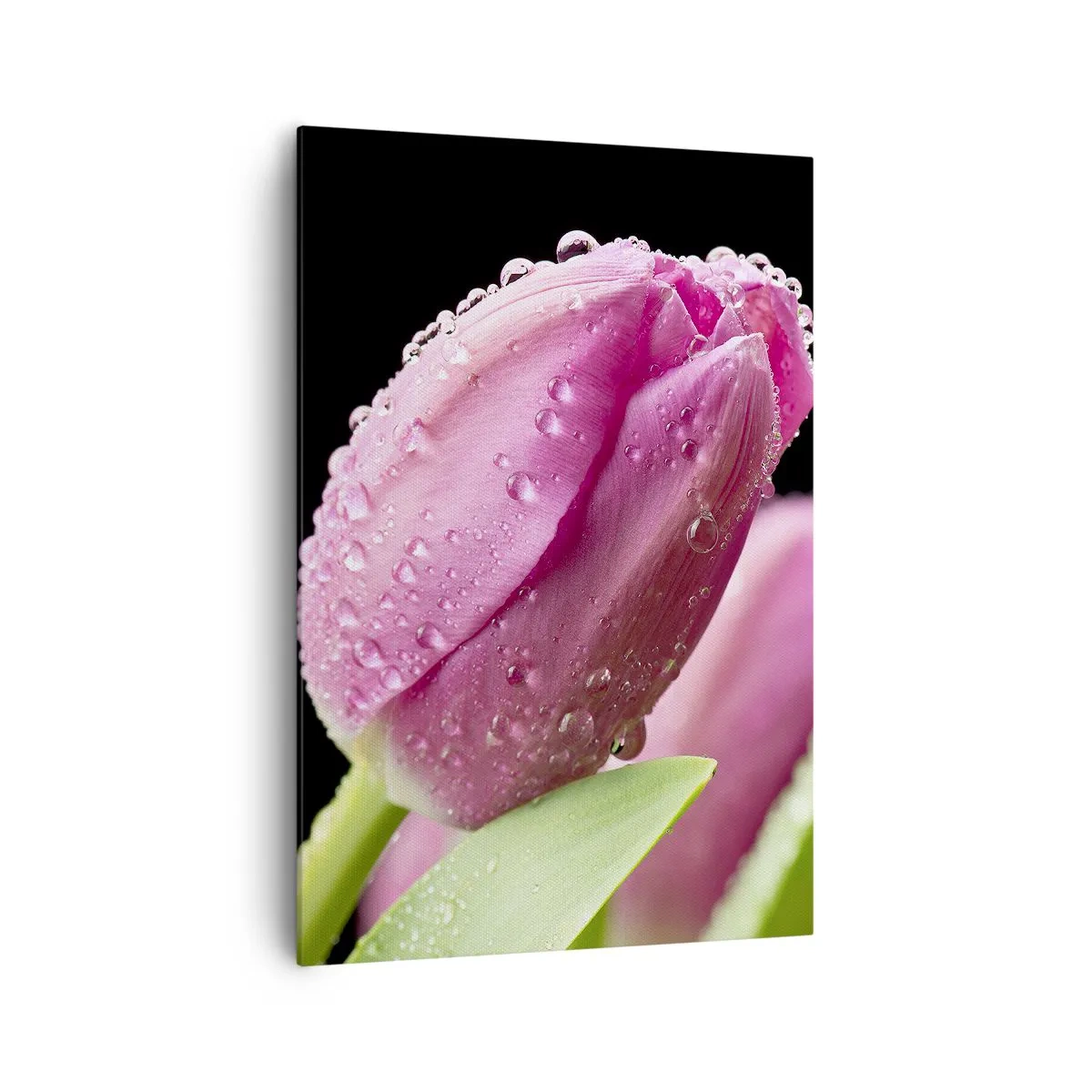 Quadro su tela - Stampe su Tela - Tulipano rosa con gocce d'acqua su sfondo nero - 70x100cm - Sogno lilla nella rugiada - Decorazione murale moderna per soggiorno e camera da letto ARTTOR