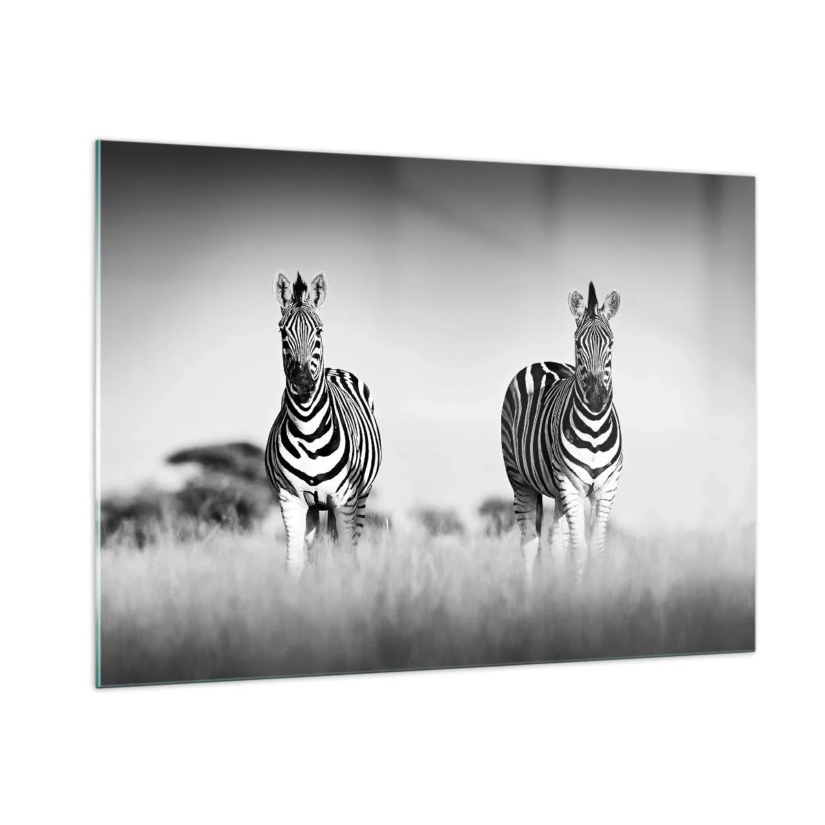 Quadro su vetro - Una coppia di zebre su uno sfondo di erba bianco e nero, ritratte nel loro habitat naturale. - 100x70cm - E tuttavia il mondo è bianco e nero - Decorazione murale moderna per soggiorno e camera da letto ARTTOR