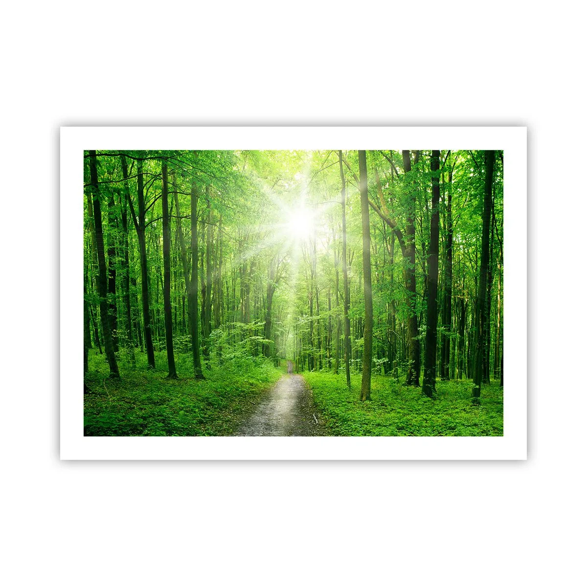 Poster - Cattedrale verde - 70x50 cm