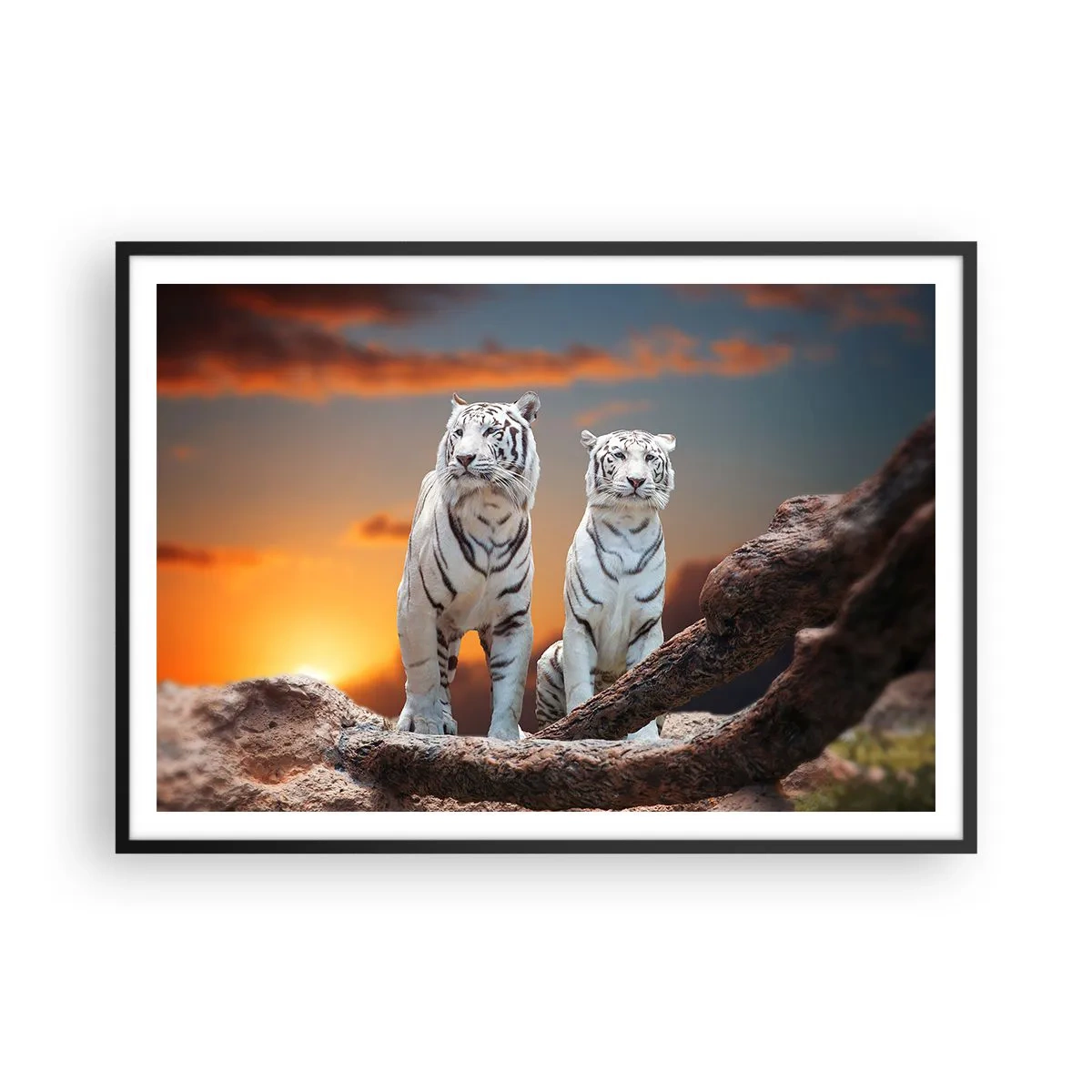 Poster in cornice nera - Tigri bianche al tramonto sullo sfondo della natura - 100x70cm - Proprio come a Narnia - Decorazione murale moderna per soggiorno e camera da letto ARTTOR