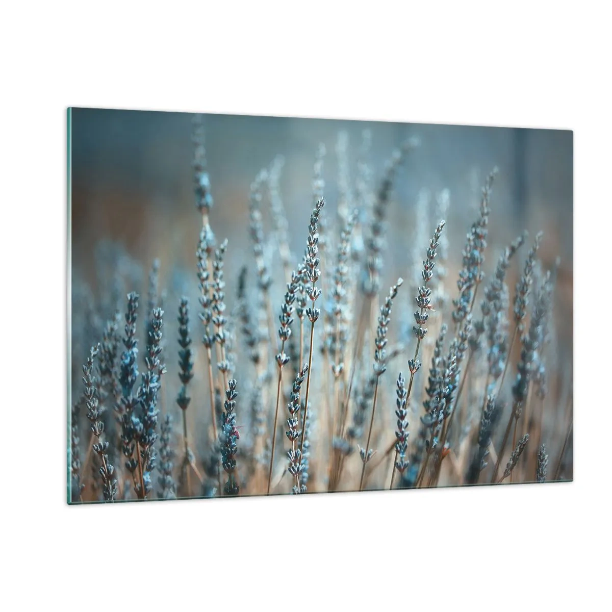 Quadro su vetro - Un campo di lavanda in una luce soffusa e fresca - 120x80cm - Campo profumato - Decorazione murale moderna per soggiorno e camera da letto ARTTOR