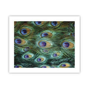 Poster - Lo sguardo del pavone - 50x40 cm