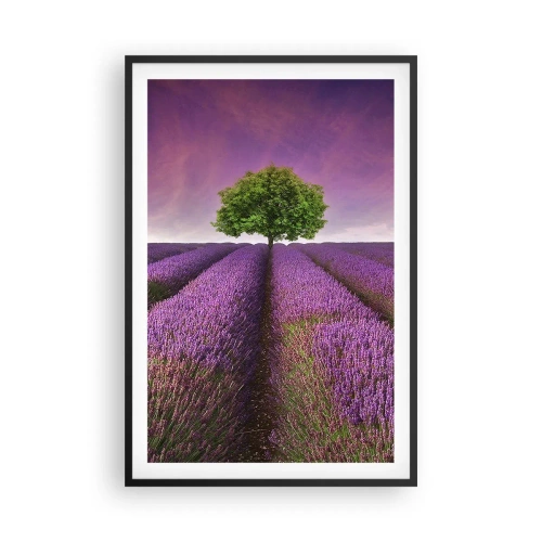 Poster in cornice nera - Sui campi di lavanda - 61x91 cm