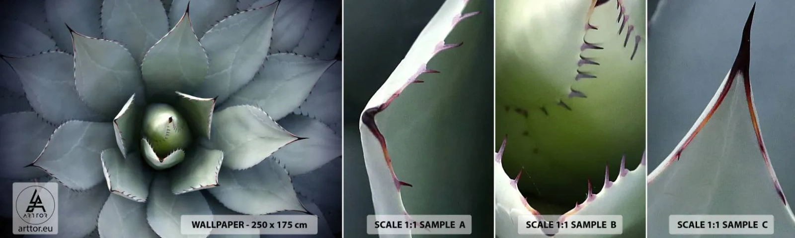 Campione di Fotomurale Adesivo Deluxe Sticker - Adesca e minaccia - Fiore di agave, Agave, Esotismo - 100x30 cm