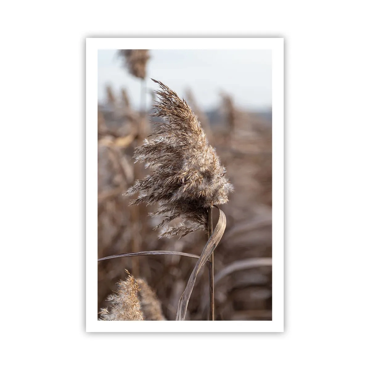 Poster - è tempo di volare col vento - 61x91 cm