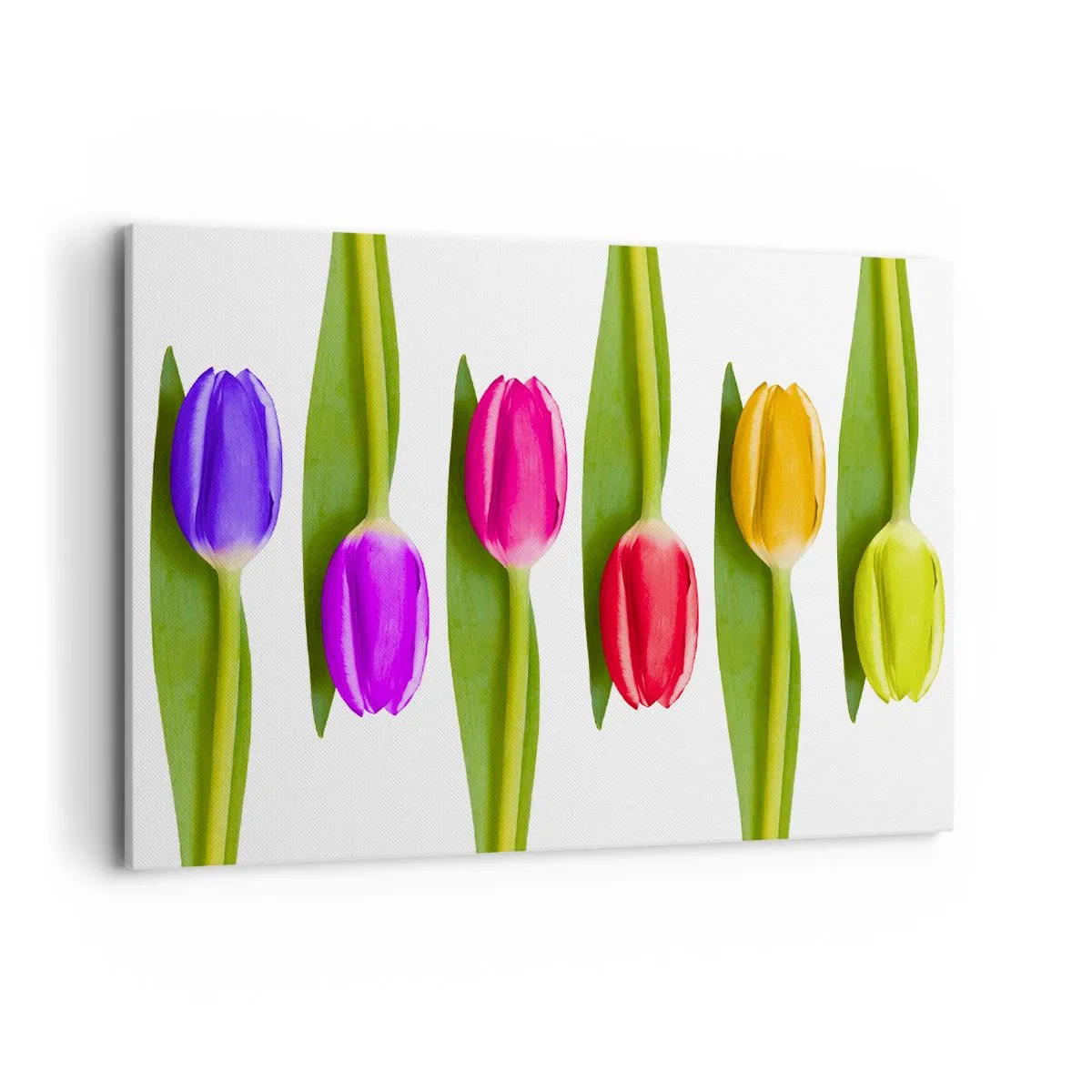 Quadro su tela - Stampe su Tela - Tulipani multicolori disposti in fila su uno sfondo bianco - 120x80cm - Composizione arcobaleno - Decorazione murale moderna per soggiorno e camera da letto ARTTOR