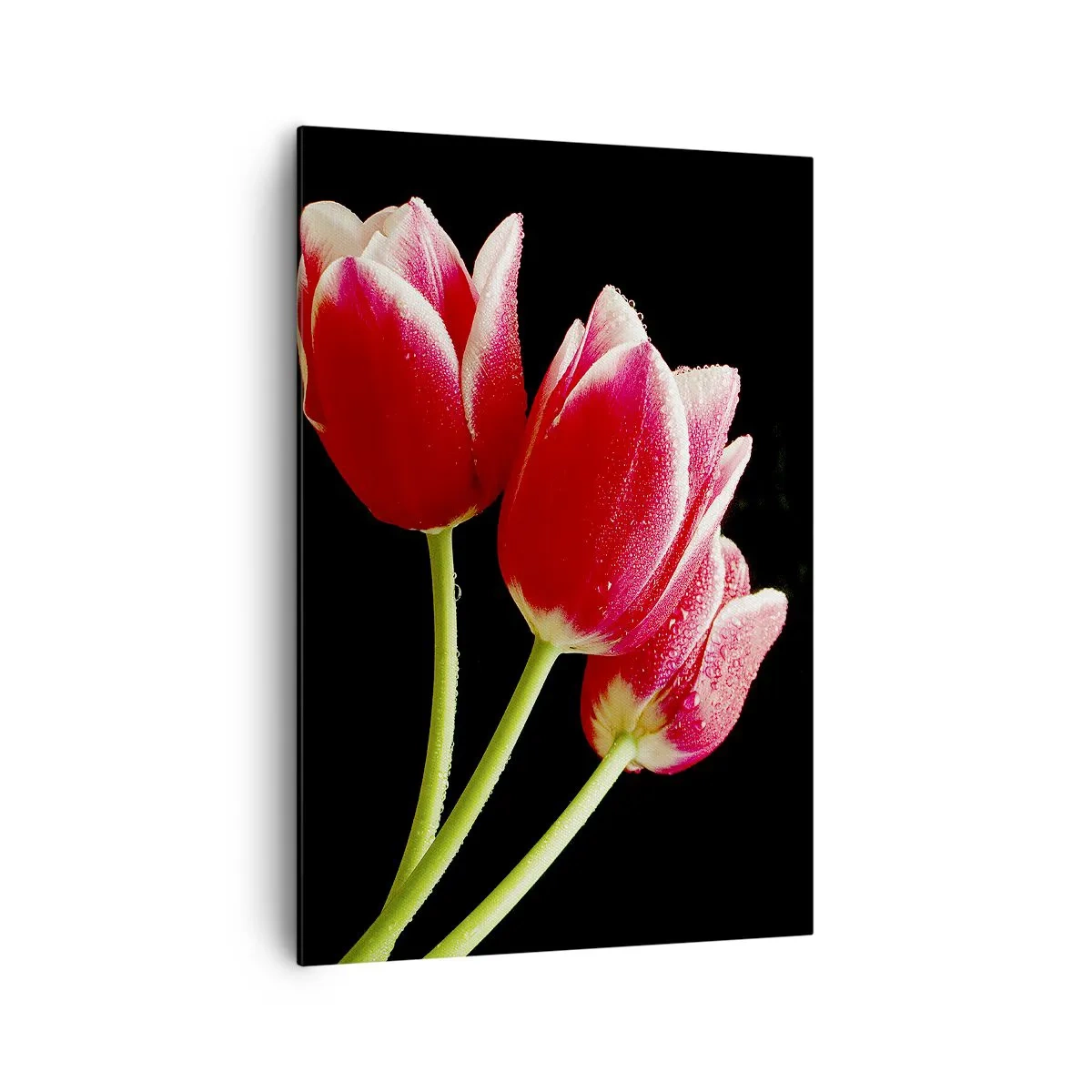 Quadro su tela - Stampe su Tela - Tulipani rossi con gocce di rugiada su sfondo nero - 70x100cm - Promessa di amore puro - Decorazione murale moderna per soggiorno e camera da letto ARTTOR