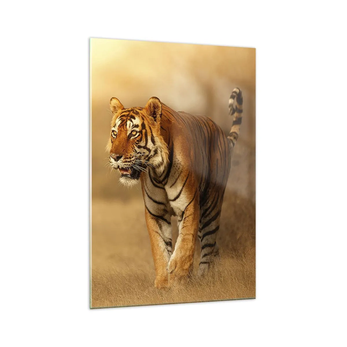 Quadro su vetro - Una tigre che cammina nella savana dai colori caldi - 70x100cm - Prima dell'attacco - Decorazione murale moderna per soggiorno e camera da letto ARTTOR