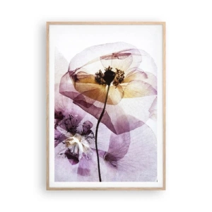 Poster in cornice rovere chiaro - Fiori trasparenti - 70x100 cm