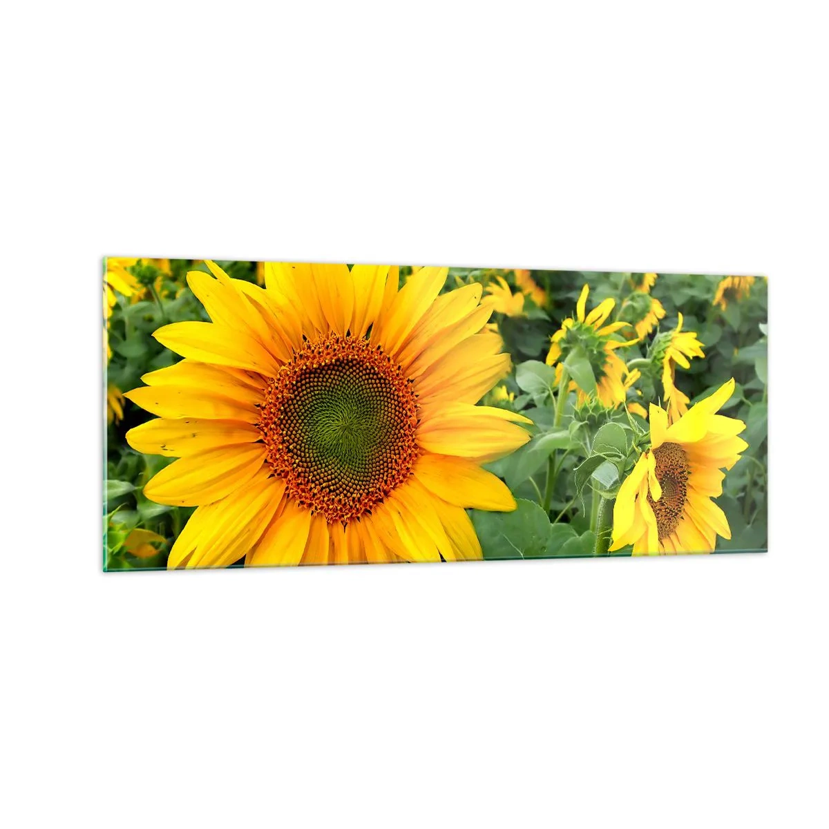 Quadro su vetro - Centinaia di soli ardono - 100x40 cm