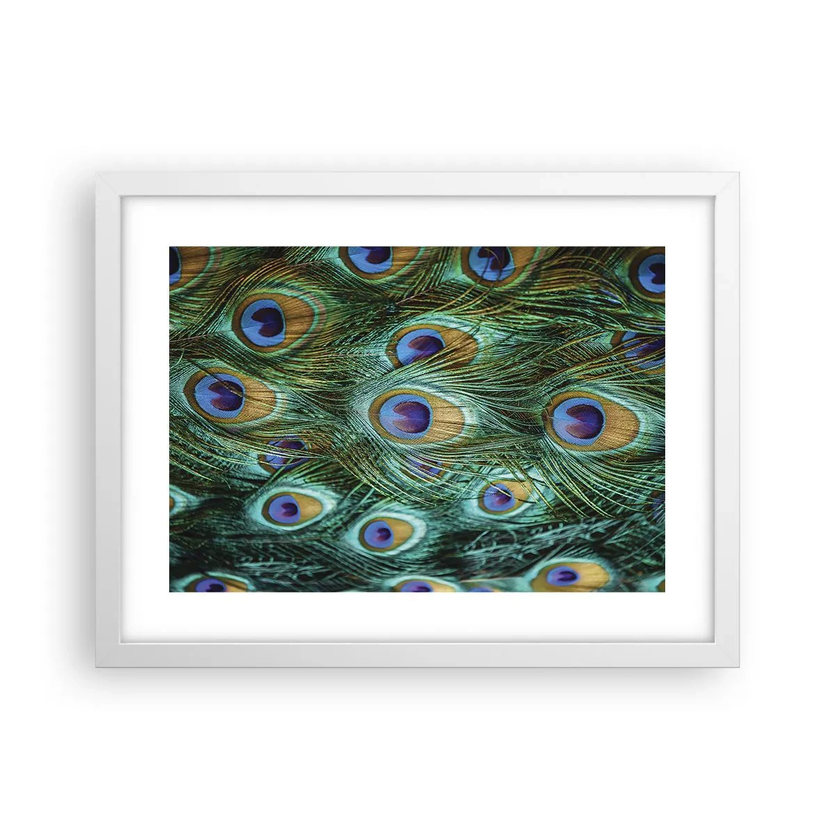 Poster in cornice bianca - Lo sguardo del pavone - 40x30 cm