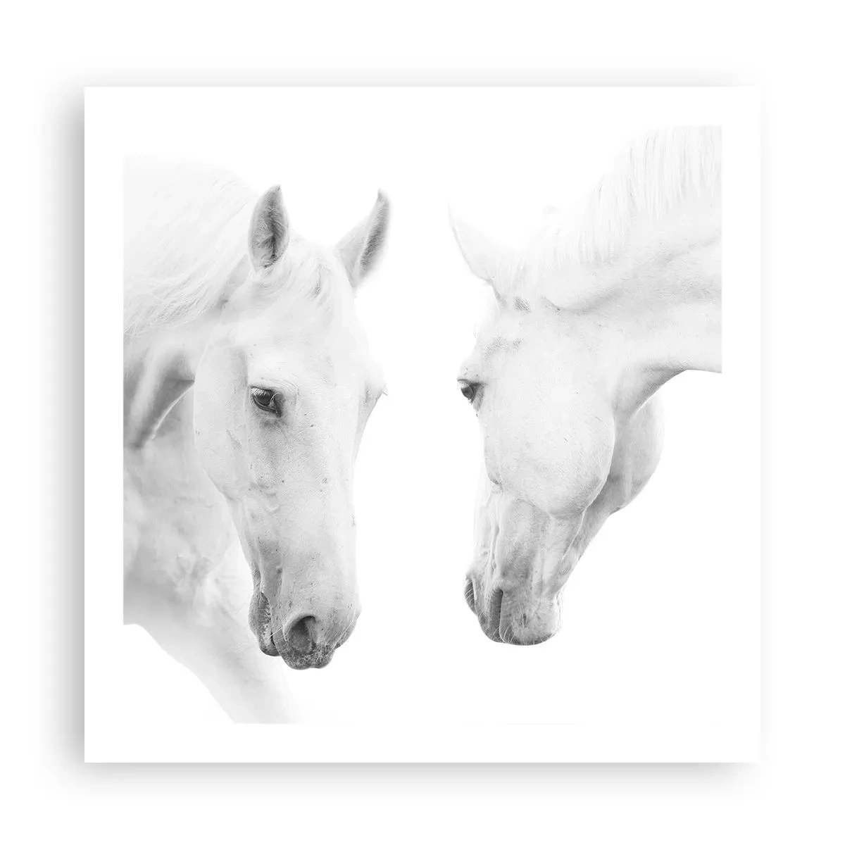 Poster - È amicizia? - 60x60 cm