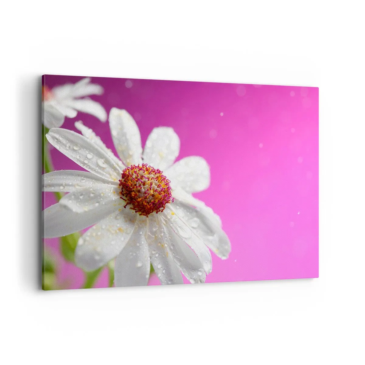 Quadro su tela - Stampe su Tela - Una margherita bianca ricoperta di gocce d'acqua su uno sfondo rosa - 120x80cm - Modesto nella sua bellezza - Decorazione murale moderna per soggiorno e camera da letto ARTTOR