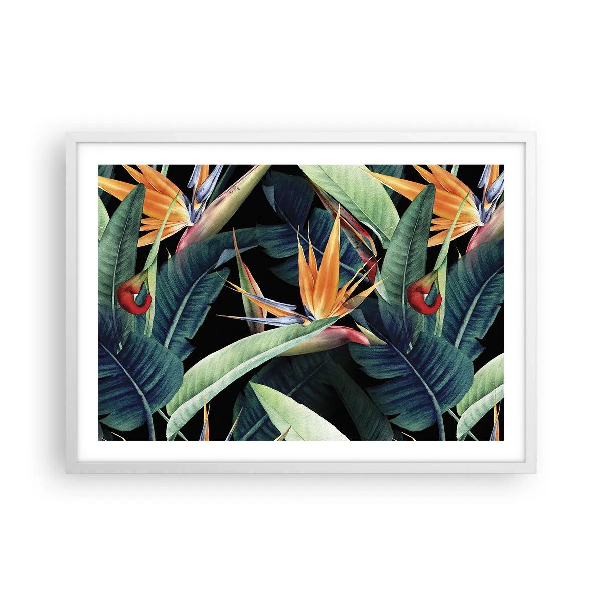 Poster in cornice bianca - I fiori fiammeggianti dei tropici - 70x50 cm