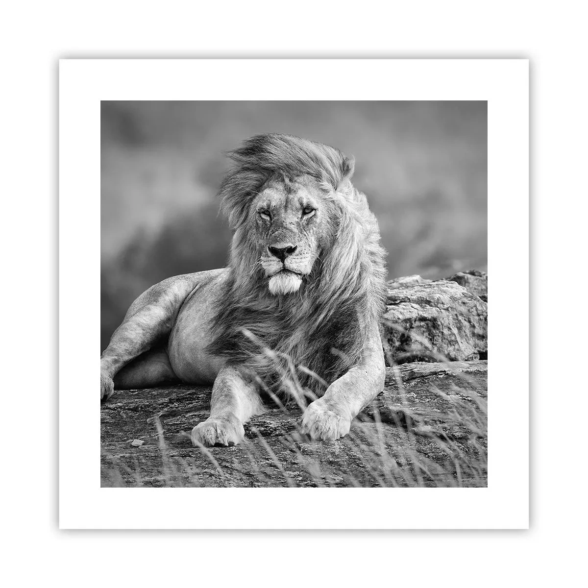 Poster - La siesta del re - 40x40 cm