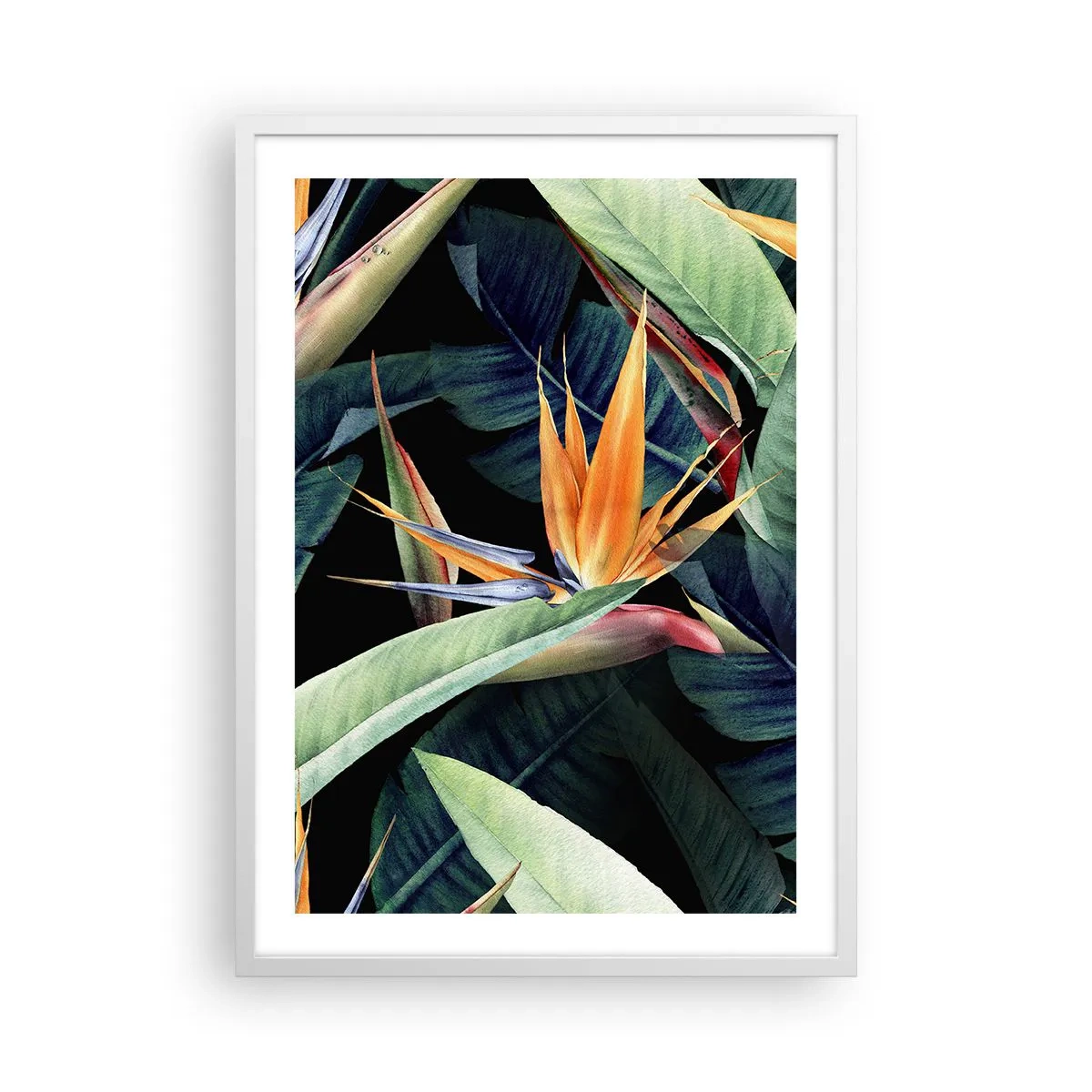 Poster in cornice bianca - I fiori fiammeggianti dei tropici - 50x70 cm