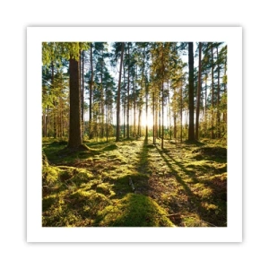 Poster - …dopo sette foreste - 50x50 cm