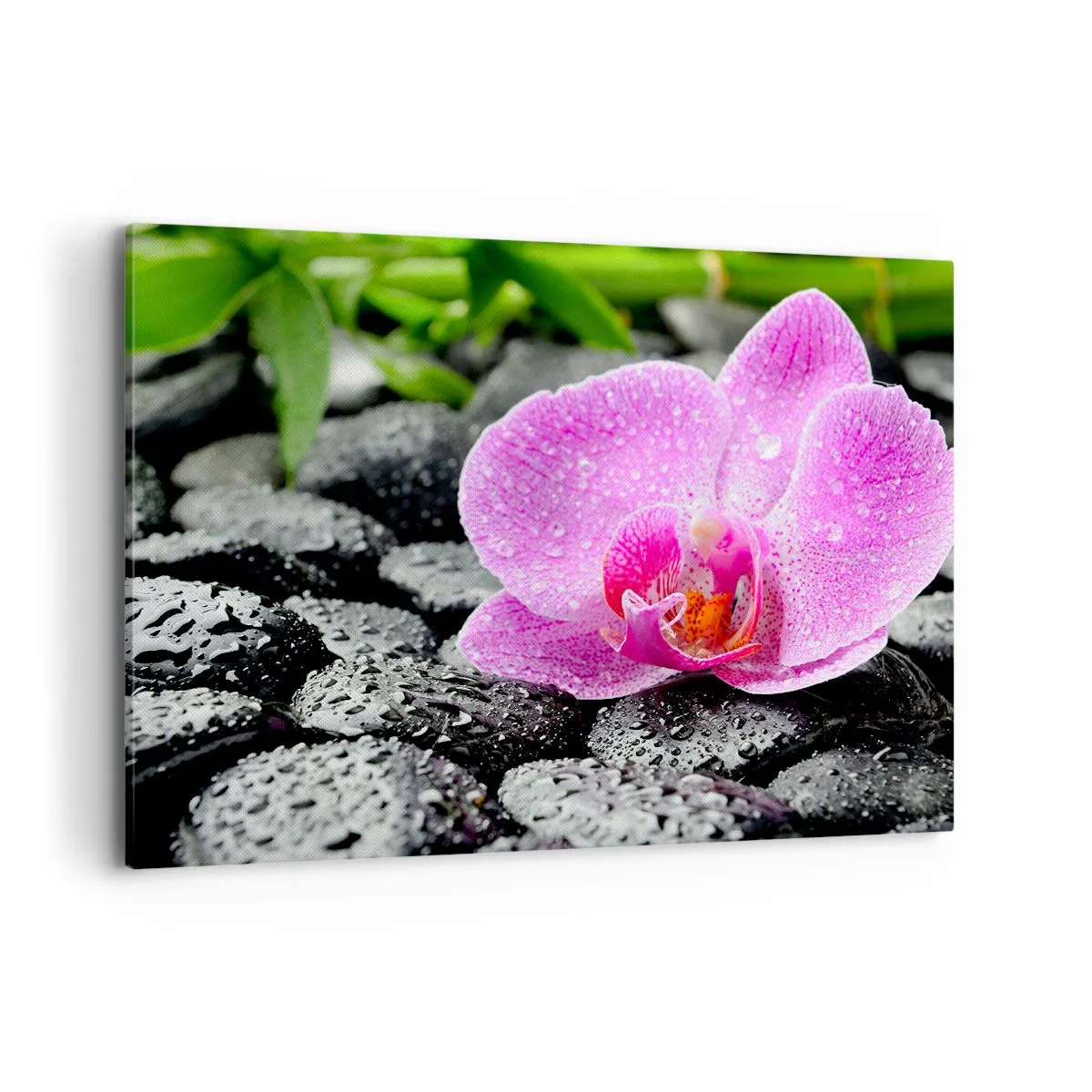 Quadro su tela - Stampe su Tela - Orchidea rosa su pietre nere bagnate con foglie verdi - 100x70cm - Come un cuore aperto - Decorazione murale moderna per soggiorno e camera da letto ARTTOR