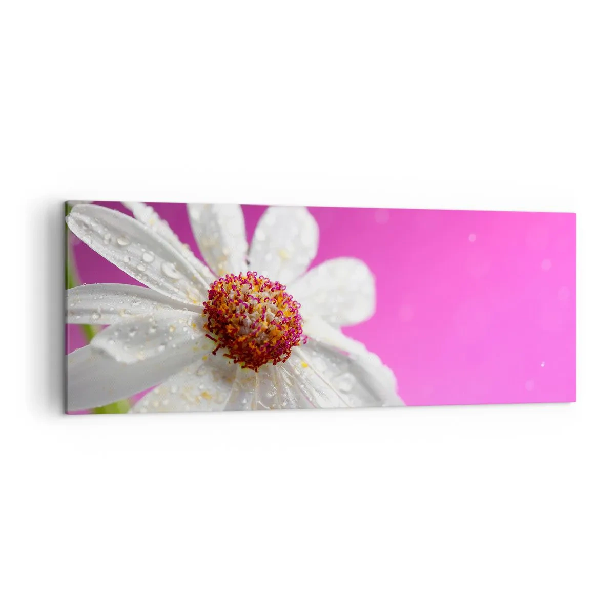 Quadro su tela - Stampe su Tela - Una margherita bianca ricoperta di gocce d'acqua su uno sfondo rosa - 140x50cm - Modesto nella sua bellezza - Decorazione murale moderna per soggiorno e camera da letto ARTTOR