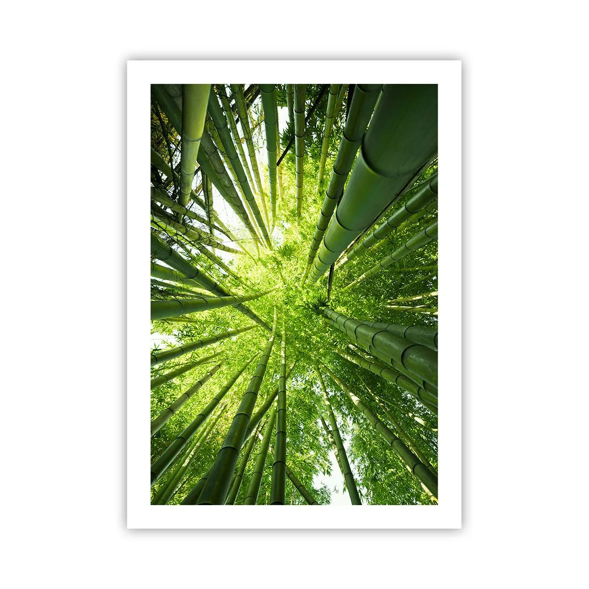 Poster - Vista sulla fitta foresta di bambù - 50x70cm - Nella foresta di bambù - Decorazione murale moderna per soggiorno e camera da letto ARTTOR