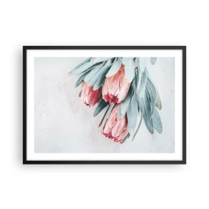 Poster in cornice nera - Delicati fiori di protea rosa su uno sfondo chiaro - 70x50cm - Imbarazzati per la propria bellezza - Decorazione murale moderna per soggiorno e camera da letto ARTTOR