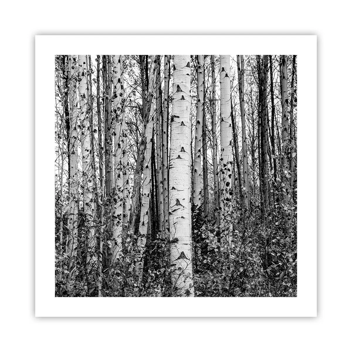 Poster - Colonnato di betulle - 50x50 cm