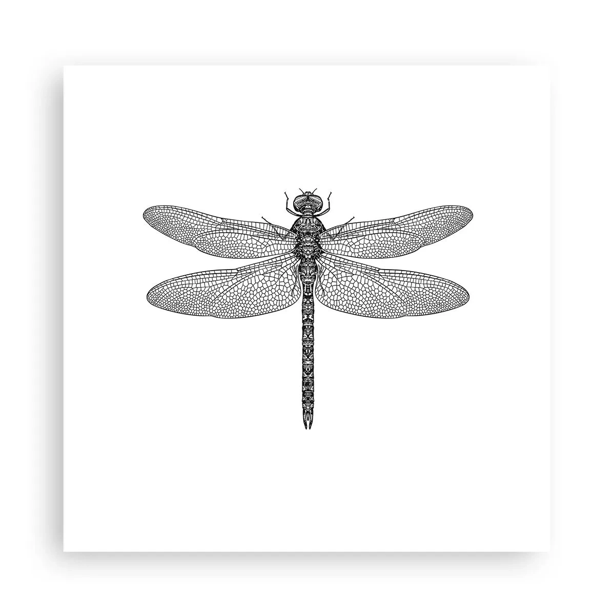 Poster - La precisione della natura - 30x30 cm