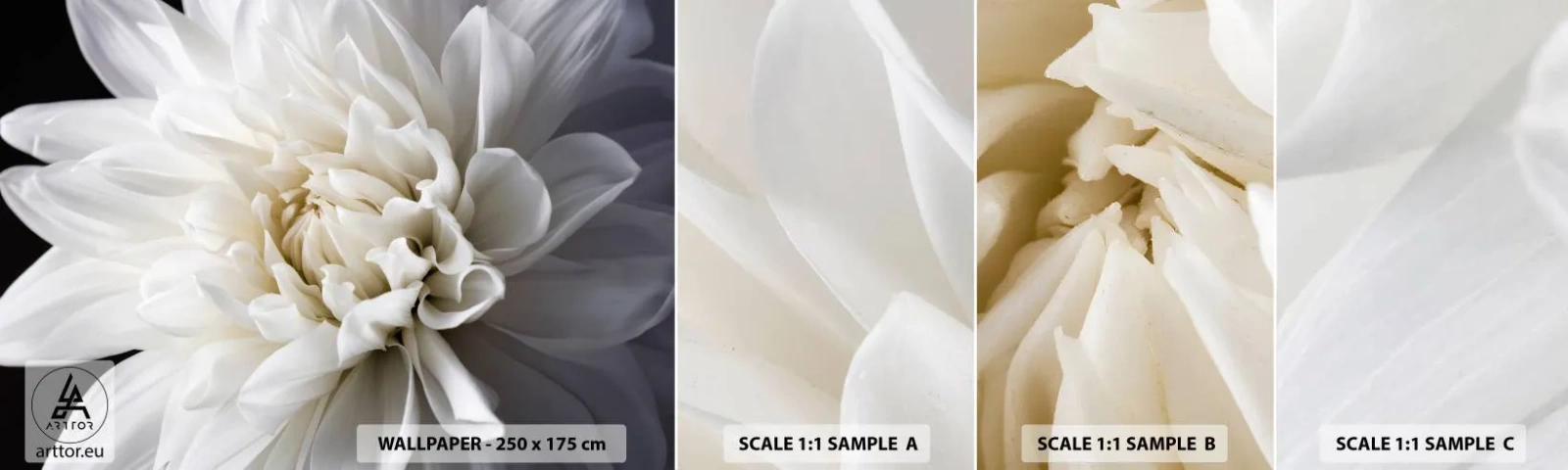 Campione di Fotomurale Adesivo Deluxe Sticker - Il mattino della sposa - Fiore, Dalia, Natura - 100x30 cm