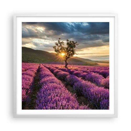Poster in cornice bianca - Aroma di colore lilla - 60x60 cm