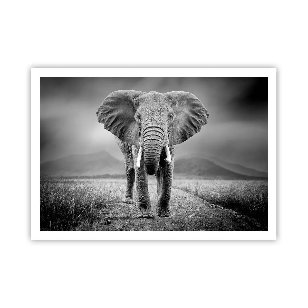 Poster - Un possente elefante nella savana in toni monocromatici - 100x70cm - Il padrone di casa dà il benvenuto - Decorazione murale moderna per soggiorno e camera da letto ARTTOR