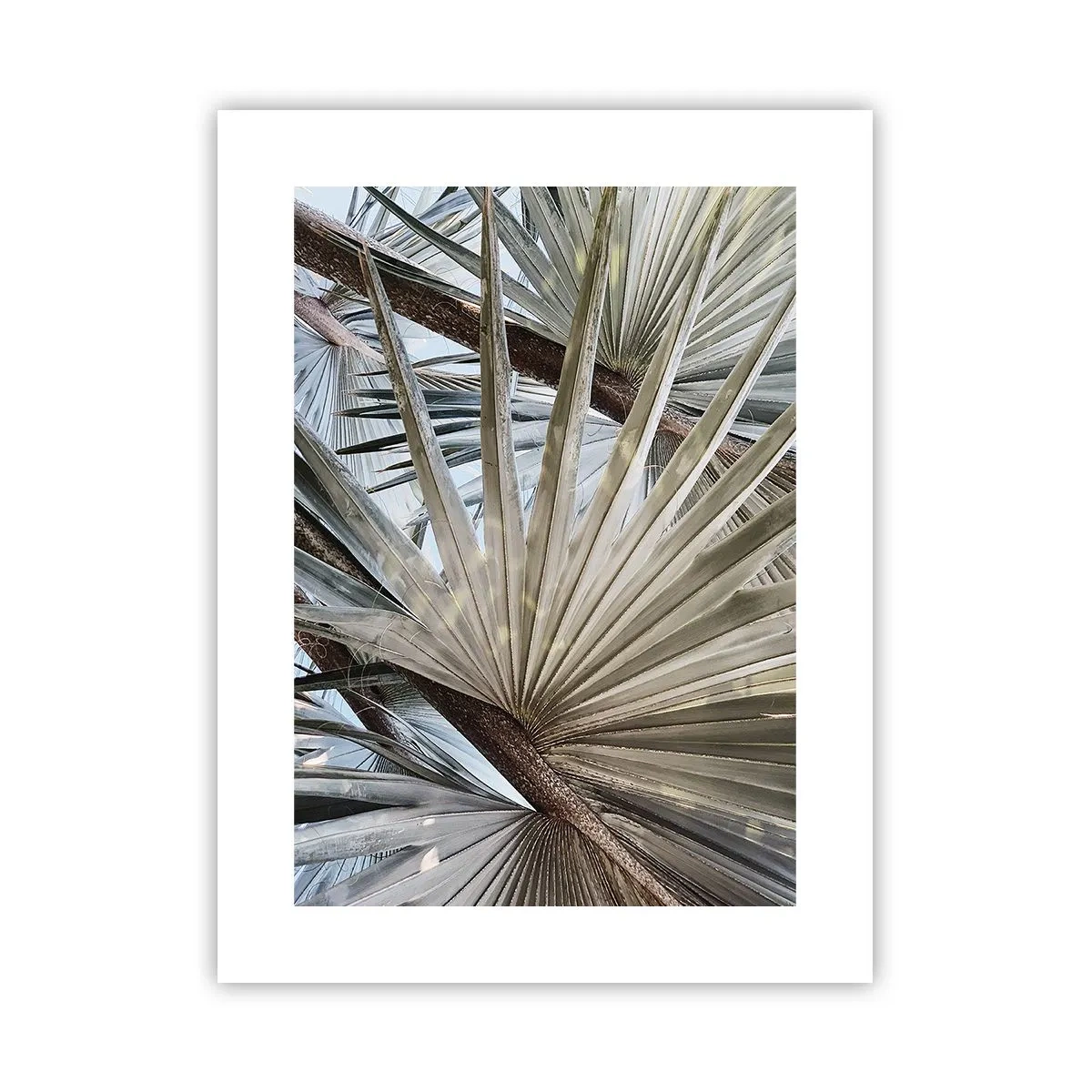 Poster - Ventagli dei tropici - 30x40 cm