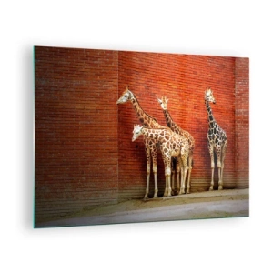 Quadro su vetro - Giraffe contro un muro di mattoni - 70x50cm - Vedete qualche acacia? - Decorazione murale moderna per soggiorno e camera da letto ARTTOR