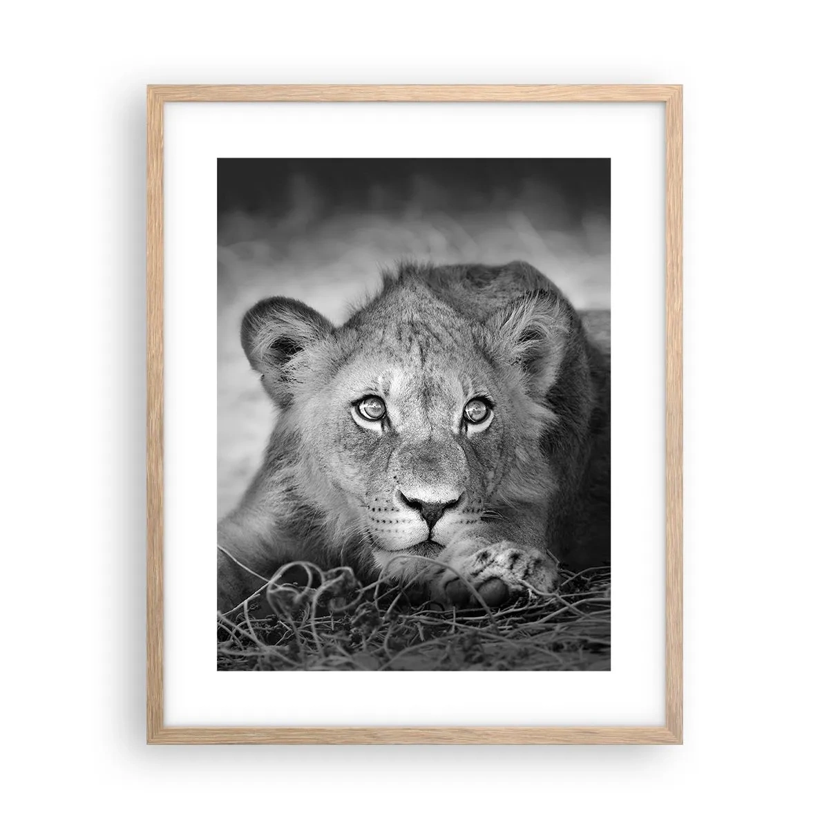 Poster in cornice rovere chiaro - Cucciolo reale - 40x50 cm