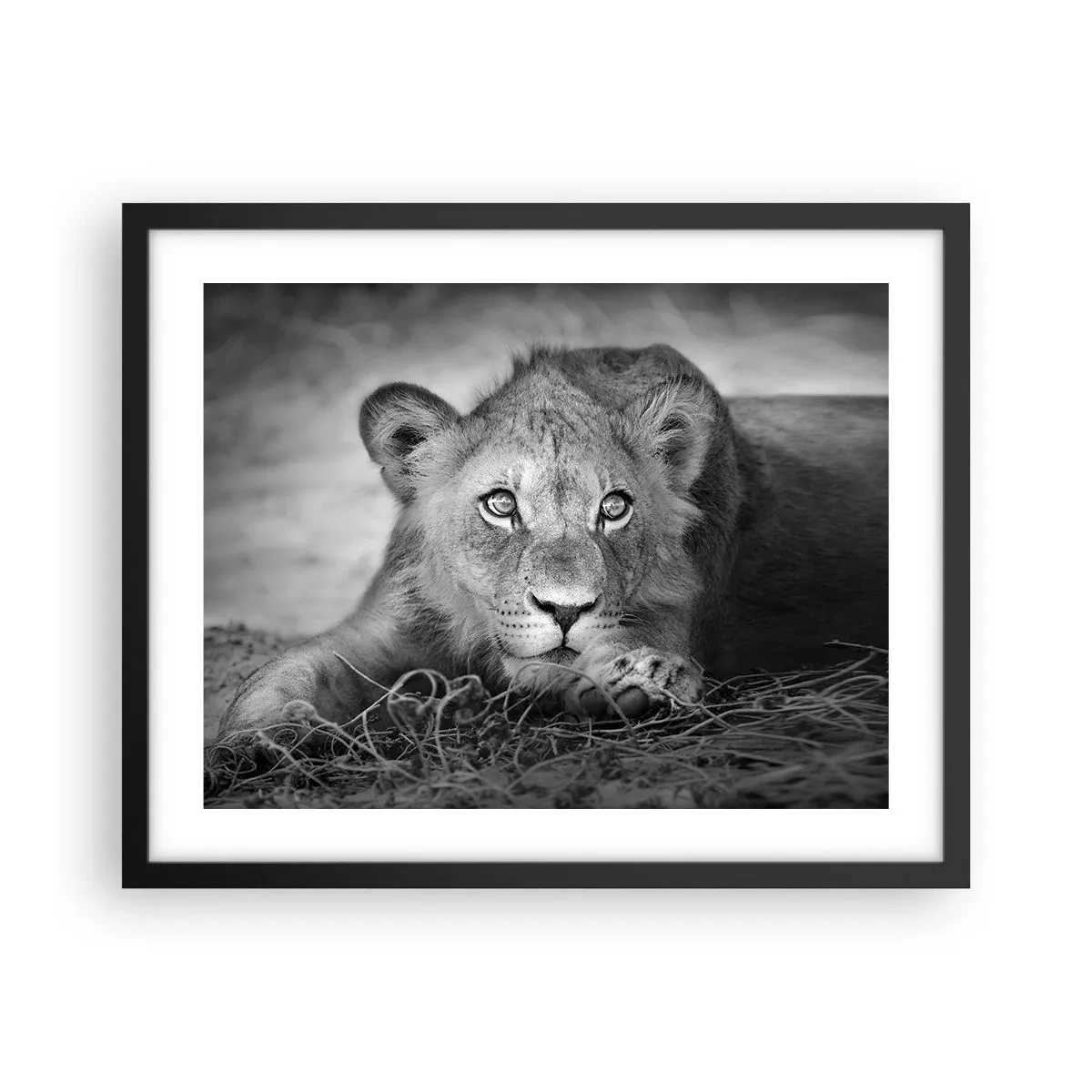 Poster in cornice nera - Cucciolo reale - 50x40 cm