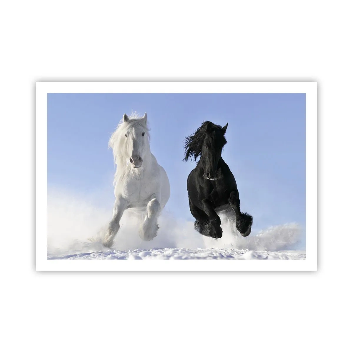 Poster - Galoppo in bianco e nero - 91x61 cm