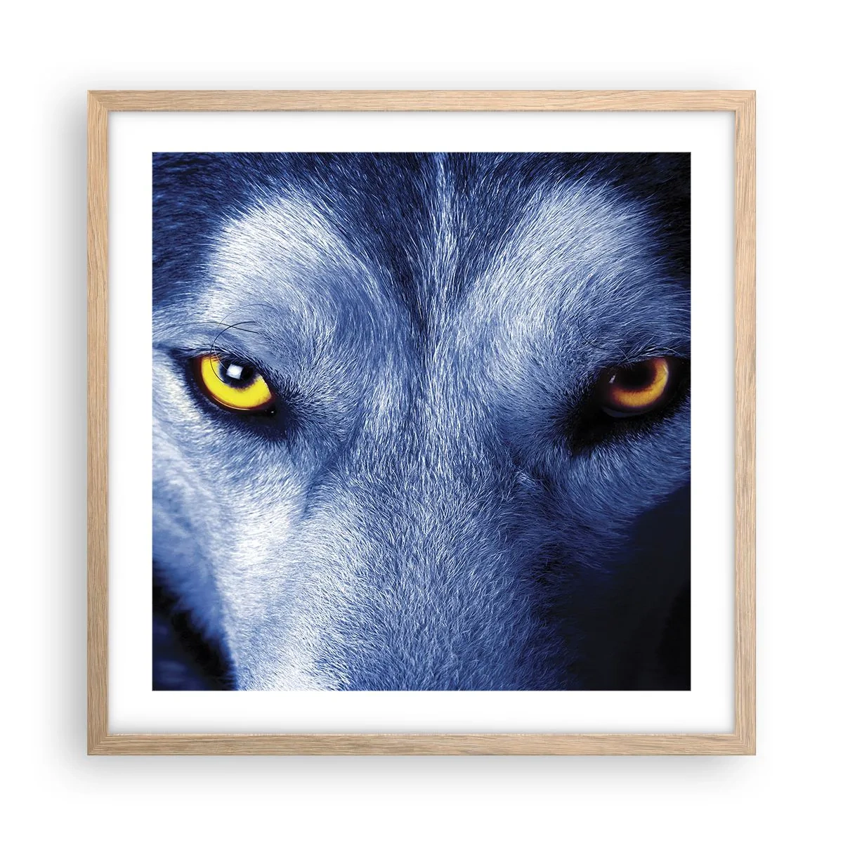Poster in cornice rovere chiaro - Sguardo ipnotico - 50x50 cm