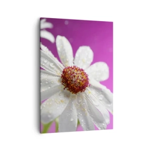 Quadro su tela - Stampe su Tela - Una margherita bianca ricoperta di gocce d'acqua su uno sfondo rosa - 50x70cm - Modesto nella sua bellezza - Decorazione murale moderna per soggiorno e camera da letto ARTTOR