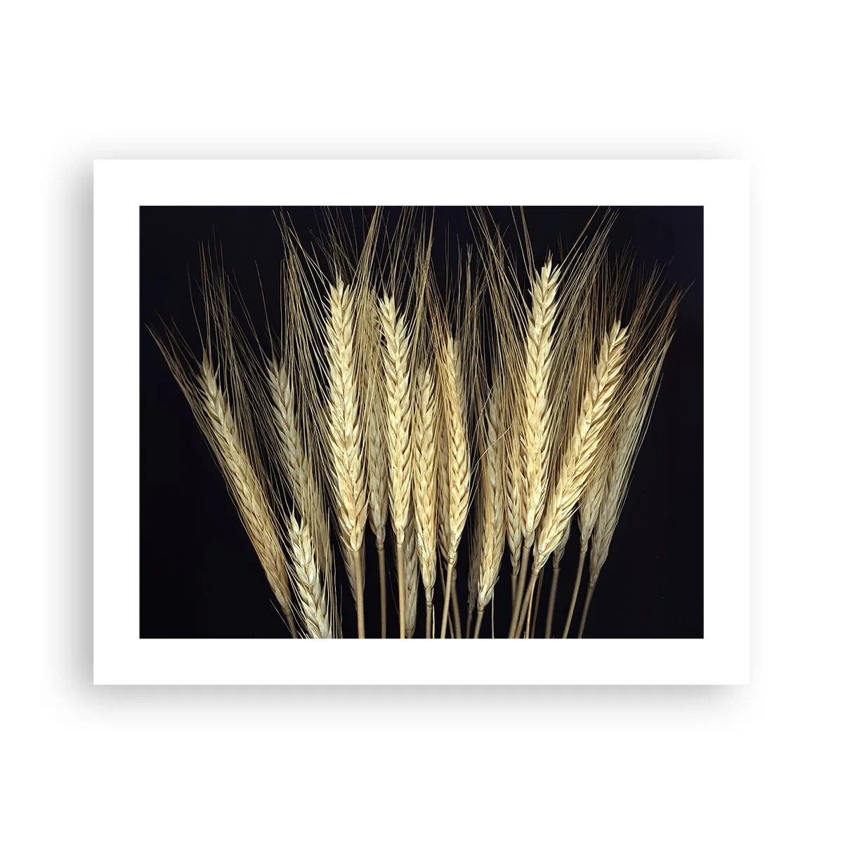 Poster - Magia rustica - 50x40 cm