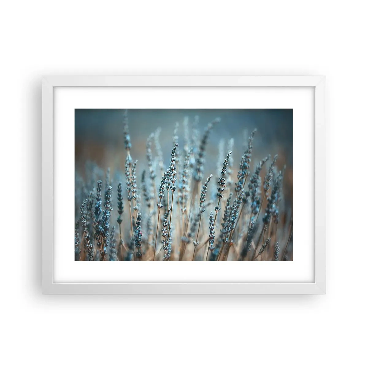 Poster in cornice bianca - Campo profumato - 40x30 cm