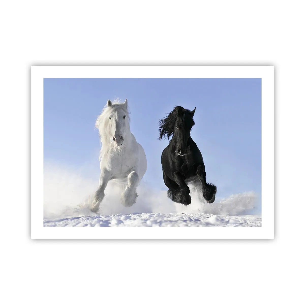 Poster - Galoppo in bianco e nero - 70x50 cm