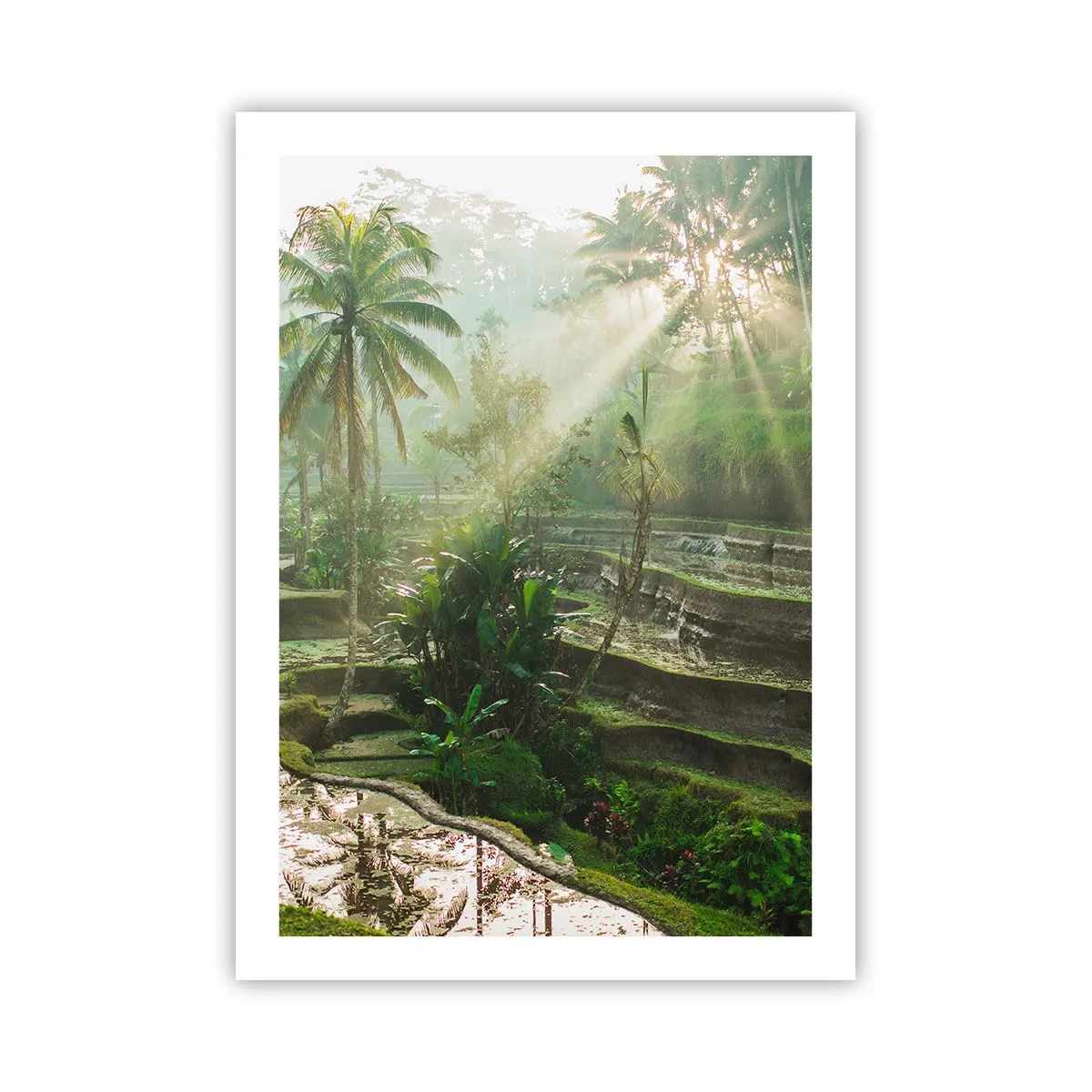 Poster - Paesaggio tropicale con terrazze di riso e sole - 50x70cm - Crescere al sole - Decorazione murale moderna per soggiorno e camera da letto ARTTOR