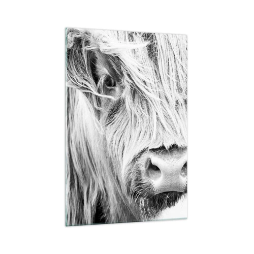Quadro su vetro - Ritratto di una mucca scozzese in bianco e nero - 70x100cm - Selvaticità scozzese - Decorazione murale moderna per soggiorno e camera da letto ARTTOR
