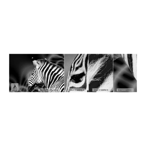 Campione di Fotomurale Premium Canvas - Il bianco è bianco, il nero è nero - Costolette, Bianco e nero, Animali - 100x30 cm