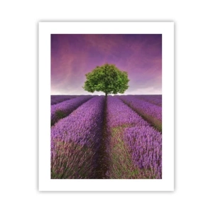 Poster - Sui campi di lavanda - 40x50 cm